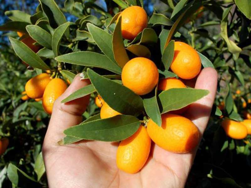خواص کامکوات برای پوست و مو