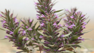 خواص گیاه کاکوتی